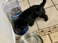 Cole, a male Miniature Aussiedoodle for sale in Springfield, MO – Photo 5 of 5