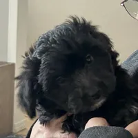 Cole, a male Miniature Aussiedoodle for sale in Springfield, MO – Photo 2 of 5