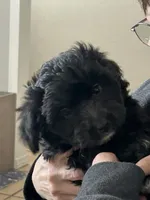 Cole, a male Miniature Aussiedoodle for sale in Springfield, MO – Photo 2 of 5