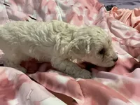 Ivory, a female Poodle - Toy  for sale in Springfield, MO – Photo 3 of 3