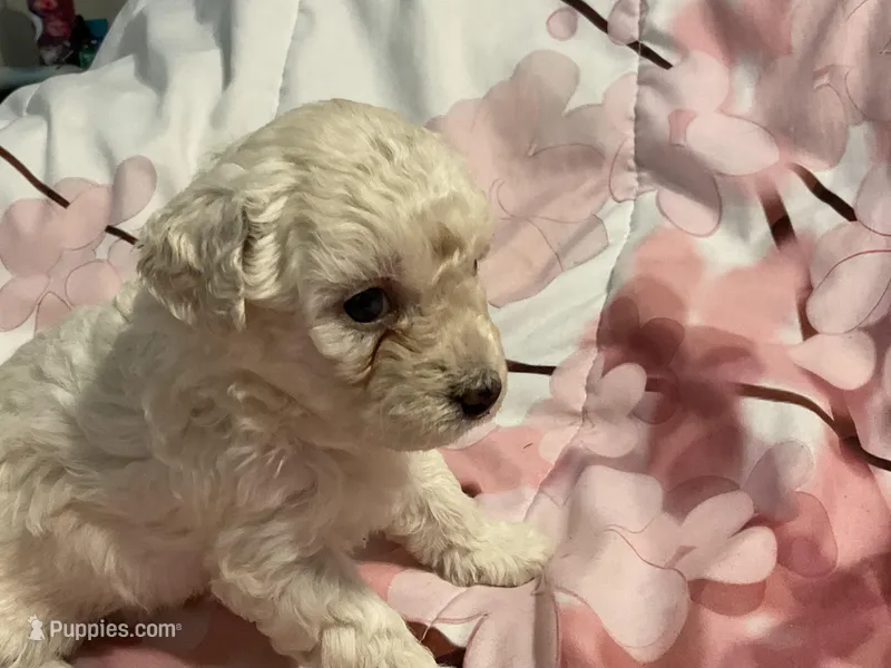 Ivory – Poodle - Toy  puppy for sale in Springfield, MO