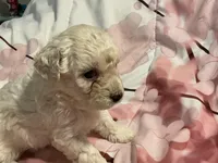 Ivory, a female Poodle - Toy  for sale in Springfield, MO – Photo 1 of 3