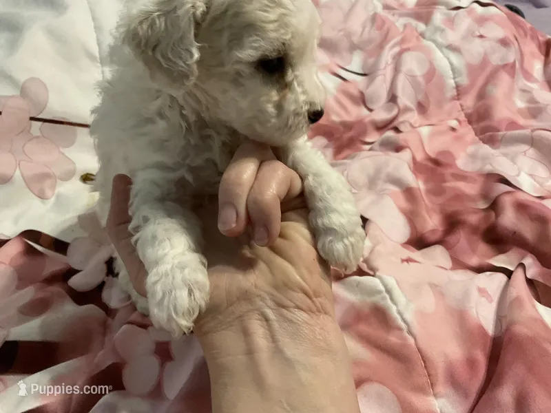 Birch – Poodle - Toy  puppy for sale in Springfield, MO