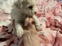 Birch, a male Poodle - Toy  for sale in Springfield, MO – Photo 1 of 4