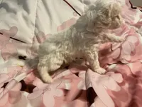 Birch, a male Poodle - Toy  for sale in Springfield, MO – Photo 4 of 4