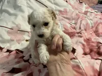 Birch, a male Poodle - Toy  for sale in Springfield, MO – Photo 2 of 4