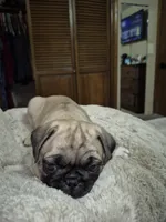 Lyla, a female Pug for sale in Salem, OR – 2 of 8