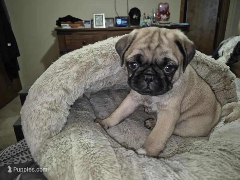 Lyla – Pug puppy for sale in Salem, OR