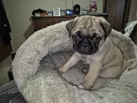 Lyla, a female Pug for sale in Salem, OR – 1 of 8