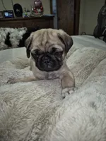 Lyla, a female Pug for sale in Salem, OR – 6 of 8