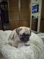 Lyla, a female Pug for sale in Salem, OR – 5 of 8
