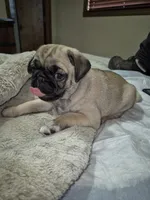 Lyla, a female Pug for sale in Salem, OR – 8 of 8