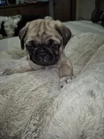 Lyla, a female Pug for sale in Salem, OR – 3 of 8