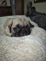 Lyla, a female Pug for sale in Salem, OR – 7 of 8