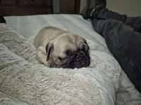 Lyla, a female Pug for sale in Salem, OR – 4 of 8