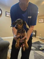 Reggie, a male Miniature Dachshund for sale in Owensville, IN – 1 of 1