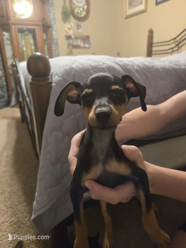 Matrix – Miniature Pinscher puppy for sale in Owensville, IN