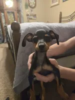 Matrix, a male Miniature Pinscher for sale in Owensville, IN – 1 of 1