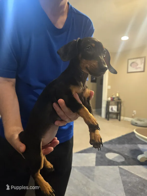 Raven – Miniature Dachshund puppy for sale in Owensville, IN