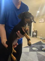 Raven, a female Miniature Dachshund for sale in Owensville, IN – 1 of 1