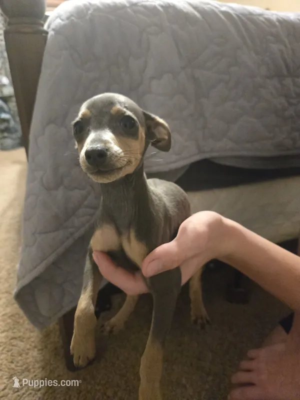 Max – Miniature Pinscher puppy for sale in Owensville, IN
