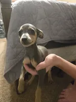Max, a male Miniature Pinscher for sale in Owensville, IN – 1 of 1
