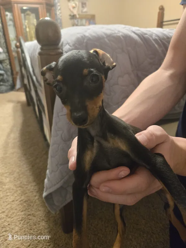 Macy – Miniature Pinscher puppy for sale in Owensville, IN