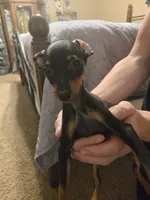 Macy, a female Miniature Pinscher for sale in Owensville, IN – 1 of 1