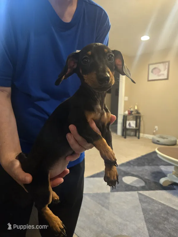 Raven – Miniature Dachshund puppy for sale in Owensville, IN