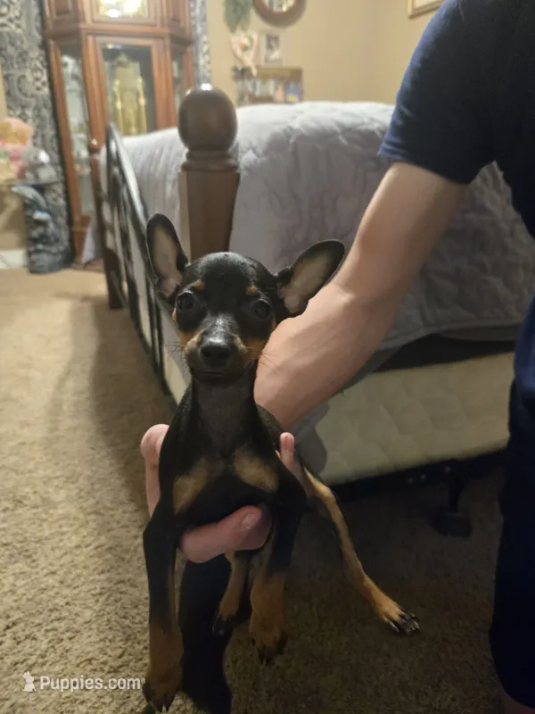Misty – Miniature Pinscher puppy for sale in Owensville, IN