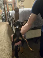 Misty, a female Miniature Pinscher for sale in Owensville, IN – 1 of 1