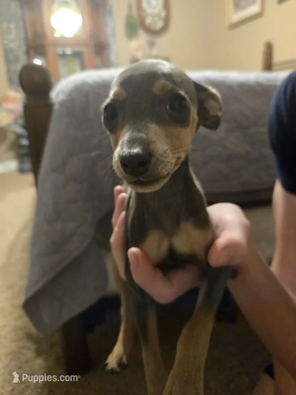 Milo – Miniature Pinscher puppy for sale in Owensville, IN