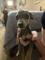 Milo, a male Miniature Pinscher for sale in Owensville, IN – 1 of 1