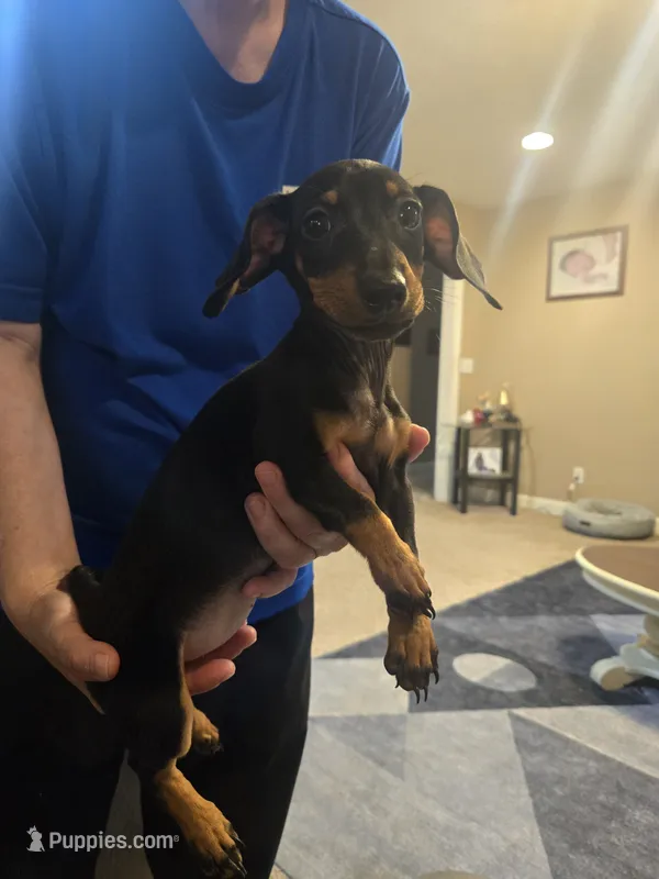 Reo – Miniature Dachshund puppy for sale in Owensville, IN