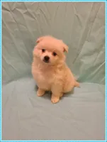 Peter, a male American Eskimo and Pomeranian for sale in Clarksville, TN – 2 of 4