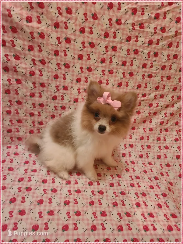 Sydney – Pomeranian puppy for sale in Clarksville, TN