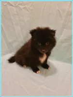 Sammy, a male American Eskimo and Pomeranian for sale in Clarksville, TN – 5 of 5