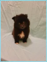 Sammy, a male American Eskimo and Pomeranian for sale in Clarksville, TN – 2 of 5