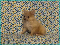Timmy, a male Pomeranian for sale in Clarksville, TN – 4 of 5