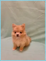 Timmy, a male Pomeranian for sale in Clarksville, TN – 2 of 5