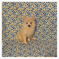 Peter, a male American Eskimo and Pomeranian for sale in Clarksville, TN – 3 of 3
