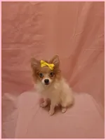 Sydney, a female Pomeranian for sale in Clarksville, TN – 2 of 6