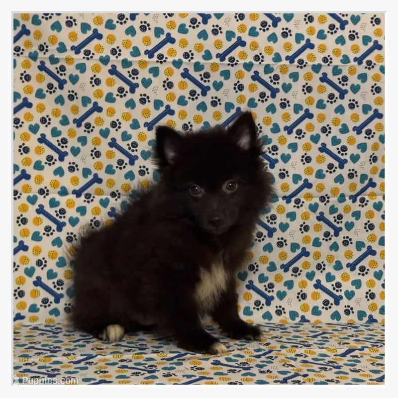 Sammy – American Eskimo, Pomeranian puppy for sale in Clarksville, TN