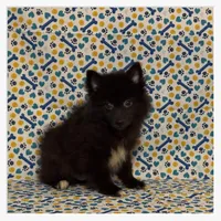 Sammy, a male American Eskimo and Pomeranian for sale in Clarksville, TN – 1 of 3