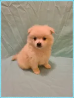 Peter, a male American Eskimo and Pomeranian for sale in Clarksville, TN – 4 of 4