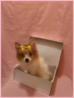 Sydney, a female Pomeranian for sale in Clarksville, TN – 5 of 6