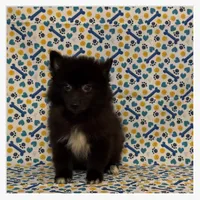 Sammy, a male American Eskimo and Pomeranian for sale in Clarksville, TN – 2 of 3