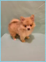 Timmy, a male Pomeranian for sale in Clarksville, TN – 5 of 5