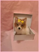 Sydney, a female Pomeranian for sale in Clarksville, TN – 6 of 6