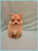 Timmy, a male Pomeranian for sale in Clarksville, TN – 4 of 5